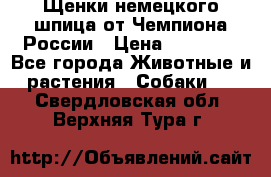 Щенки немецкого шпица от Чемпиона России › Цена ­ 50 000 - Все города Животные и растения » Собаки   . Свердловская обл.,Верхняя Тура г.
